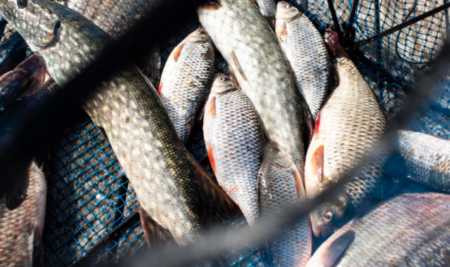 Sydkustens smartfisk - från hav till tallrik